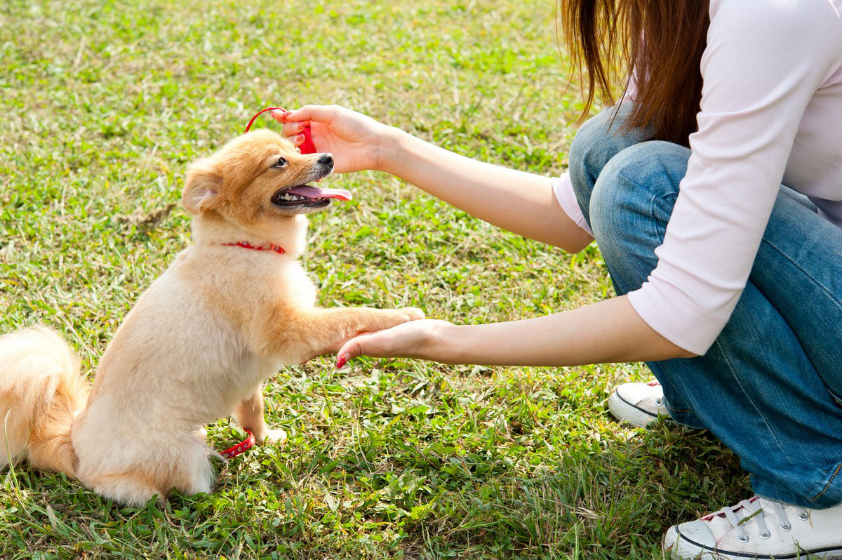 dog training service
